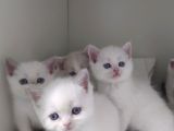 British Shorthair Erkek Kardesler