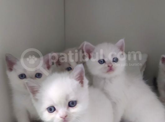 British Shorthair Erkek Kardesler görsel