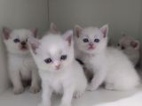 British Shorthair Erkek Kardesler