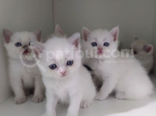 British Shorthair Erkek Kardesler görsel