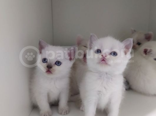 British Shorthair Erkek Kardesler