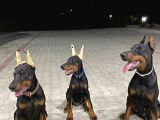 SHOW KALİTE SAFKAN DOBERMANLARIM