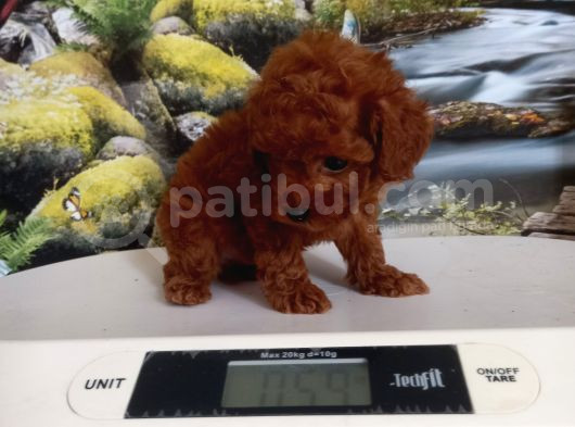 Çok Tatlı Teacup Poodle Yavrusu görsel