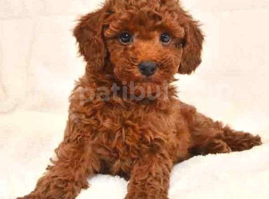 Mini Boy Puppy Kıpkırmızı Red Tooy Poodle  görsel