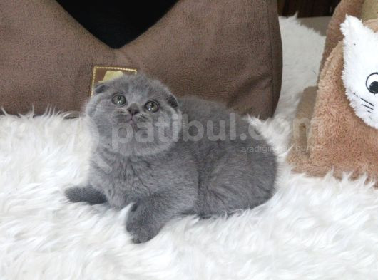 Ayi Surat Scottish Fold  Yavru