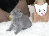 Ayi Surat Scottish Fold  Yavru