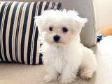 A Kalite Maltese Terrier Yavrularımız