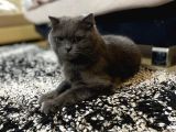 Scottish Kedi Dişi Ve Erkek Sahiplendirilecek-Ücret Alınmaya