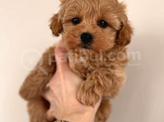 Mini Boy Puppy Kıpkırmızı Red Tooy Poodle 