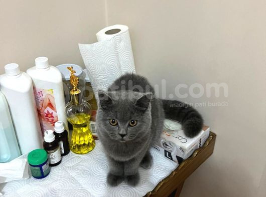 Sevimli Ve Cilveli Kızımız görsel