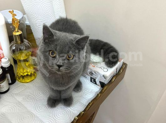 Sevimli Ve Cilveli Kızımız