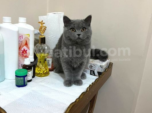 Sevimli Ve Cilveli Kızımız görsel