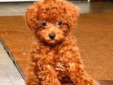 Tooy poodle cinsi kıpkırmızı Red mini Boy 