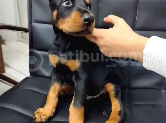 Çiftliğimizden Dev Doberman Yavrularımız görsel