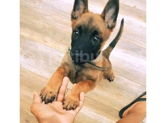 Özel Polis Köpeği Belçika Malinois Kurdu Yavrularımız