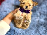 Poodle Ayarında F2 Maltipoo Yavrumuz
