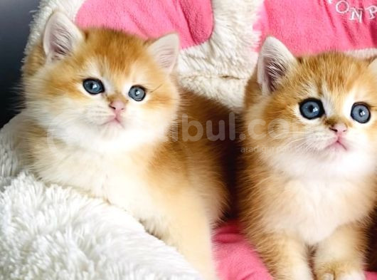 Scr Li Anne Babadan Golden Ny12 Brıtısh Bebeklerim görsel