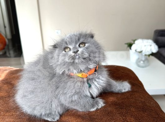 Pofuduk Scottish Fold Longhair Blue görsel