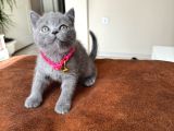 Safkan British Shorthair Blue Yavrular