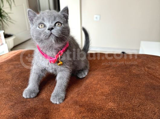 Safkan British Shorthair Blue Yavrular görsel