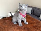 Safkan British Shorthair Blue Yavrular