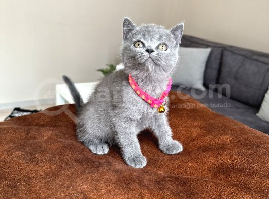 Safkan British Shorthair Blue Yavrular görsel