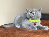 Safkan British Shorthair Blue Yavrular