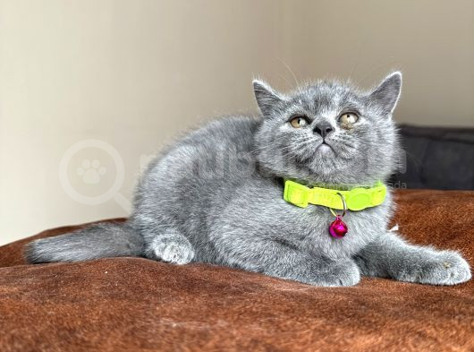 Safkan British Shorthair Blue Yavrular görsel