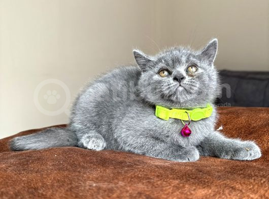 Safkan British Shorthair Blue Yavrular
