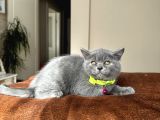 Safkan British Shorthair Blue Yavrular