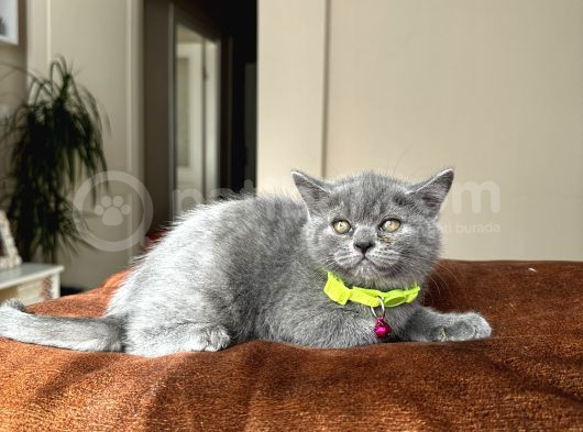 Safkan British Shorthair Blue Yavrular görsel