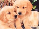 Baybfes golden bebeklerimiz