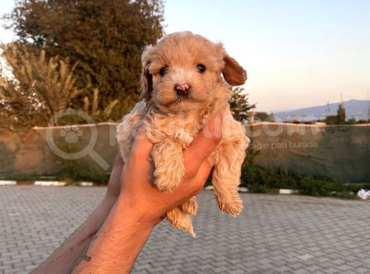 Sağlık Ve Irk Garantili Maltipo Yavrularımız görsel