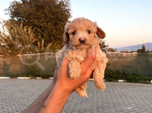 Sağlık Ve Irk Garantili Maltipo Yavrularımız görsel