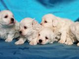 Maltese Terri̇er Yavru