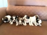 Sağlık ve ırk garantisi altında shih tzu yavrularımız