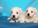 Maltese Terri̇er Yavru
