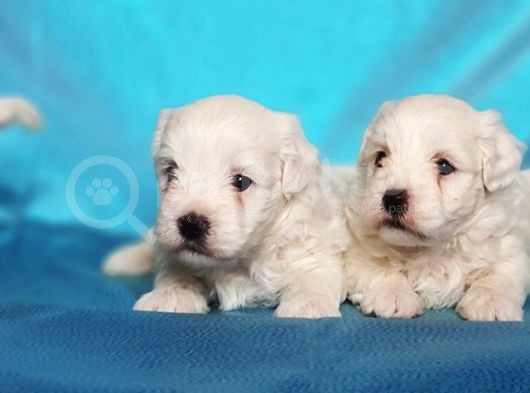Maltese Terri̇er Yavru görsel