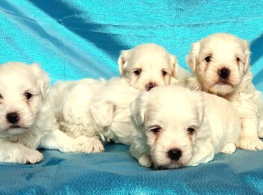 Maltese Terri̇er Yavru görsel