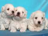Maltese Terri̇er Yavru