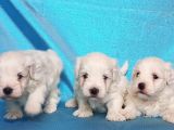 Maltese Terri̇er Yavru