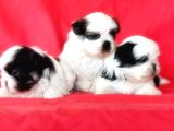 Shi̇h Tzu Yavrusu
