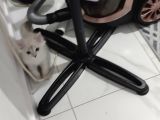 British Shorthair Erkek