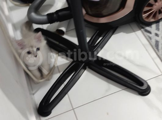 British Shorthair Erkek görsel