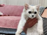 British Shorthair Erkek