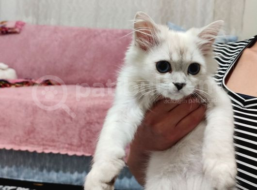 British Shorthair Erkek görsel