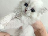 British Shorthair Erkek