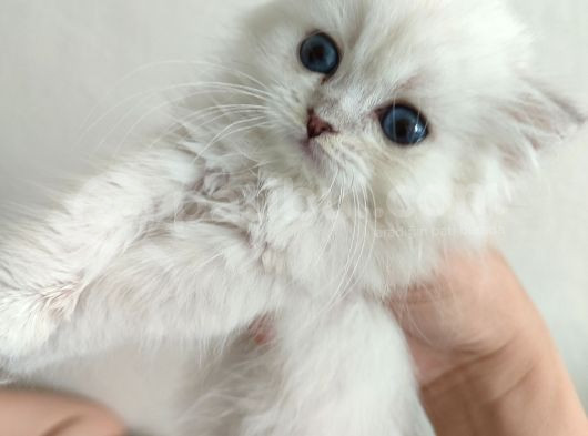 British Shorthair Erkek görsel