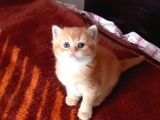 Mükemmel British Shorthair Yavrular