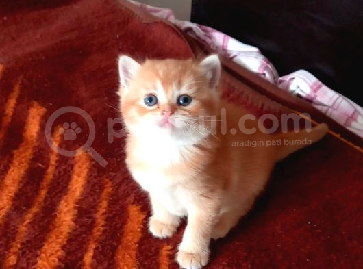 Mükemmel British Shorthair Yavrular görsel